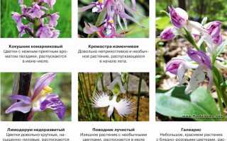 Почему не цветет садовая орхидея: что предпринять и как ухаживать