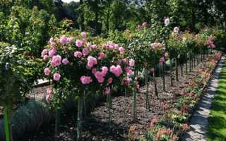 Роза грандифлора (Grandiflora)