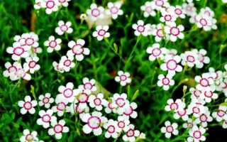 Гвоздика Травянка или Dianthus (Диантос): уход и выращивание