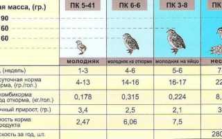 Чем кормить перепелов?