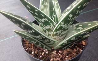 Ухаживание за алоэ тигровым (Aloe variegata)