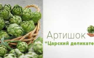Артишок: полезные свойства и противопоказания, как готовить