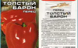 Перец сладкий Толстый барин. Внешние признаки, плюсы, минусы, правила культивирования