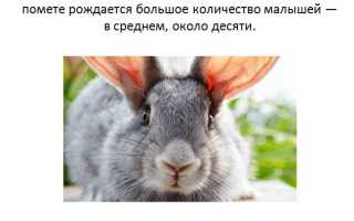 Самые крупные породы кроликов