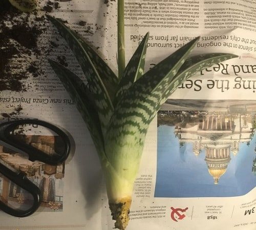 алоэ сгнил корень