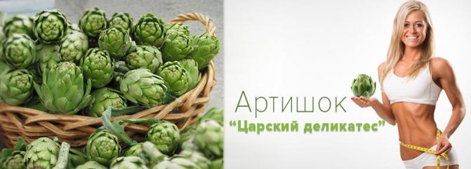 Артишок – «царский деликатес»