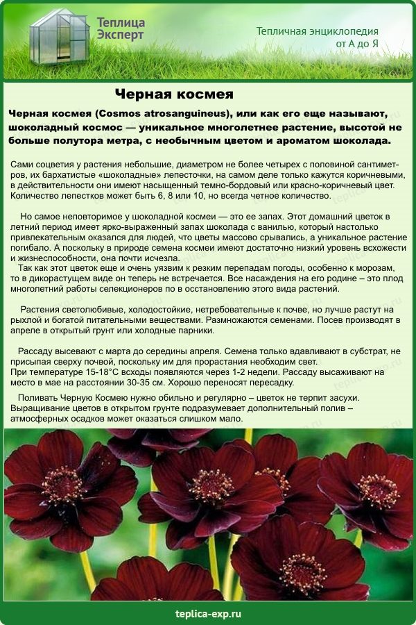 Чёрная космея