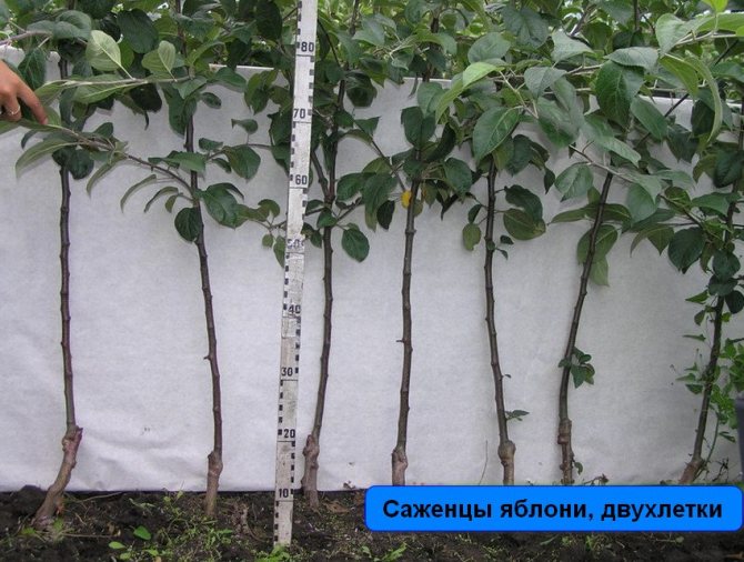Двухлетние саженцы яблони