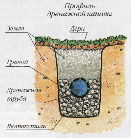 Гайлардия многолетняя. Посадка и уход, фото, сорта