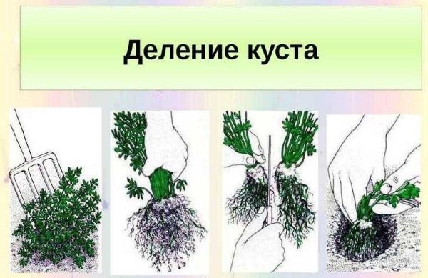 Гайлардия многолетняя. Посадка и уход, фото, сорта