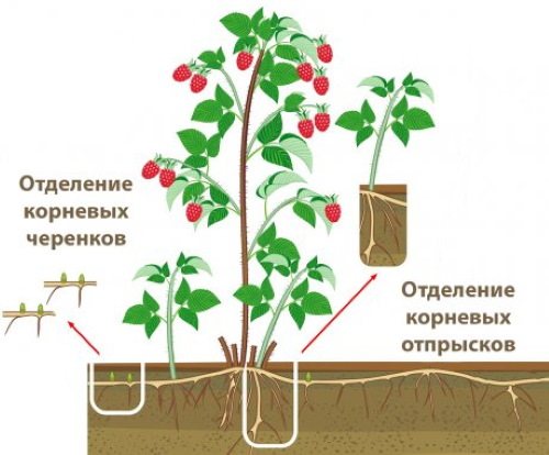 Гайлардия многолетняя. Посадка и уход, фото, сорта
