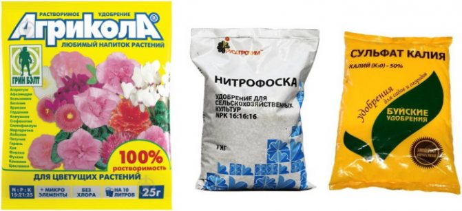 Гайлардия многолетняя. Посадка и уход, фото, сорта