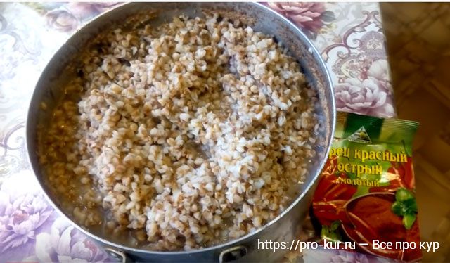 Гречка для кур польза и вред, как кормить кашей.