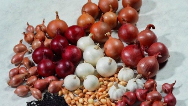 Когда сажать лук - севок в открытый грунт весной
