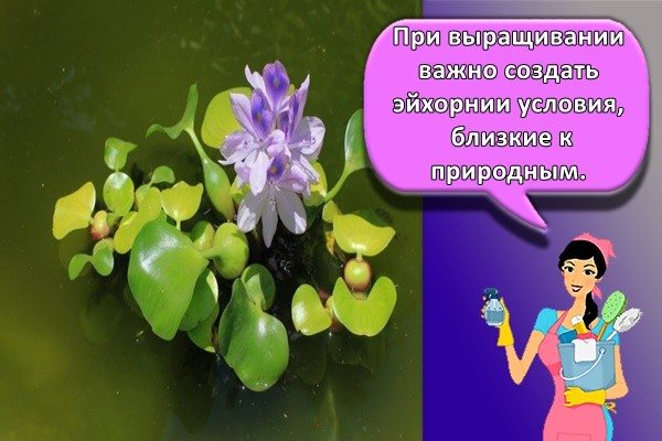 красивый цветок