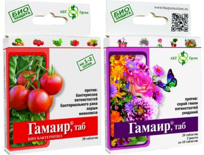 Красный лук Кармен: описание, особенности выращивания и уход