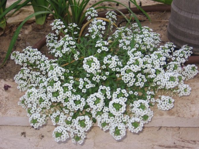 Лобулярия морская (Lobularia maritima)