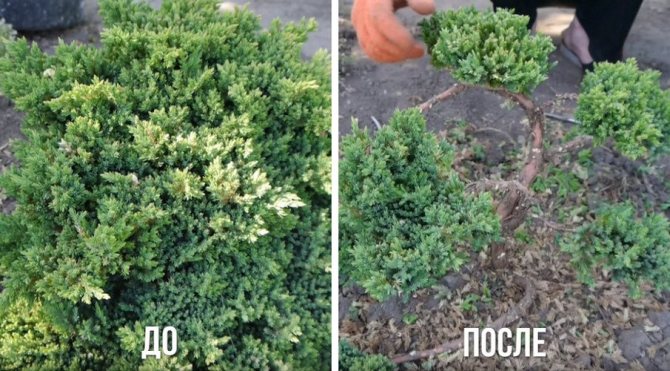 Можжевельник до и после стрижки
