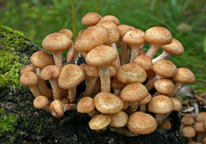 Осенние