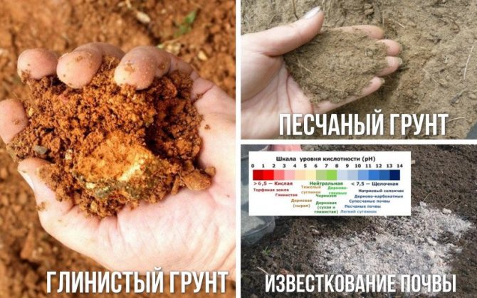 Почва для можжевельника