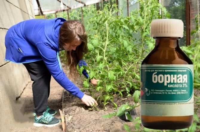 Прикорневая подкормка борной кислотой