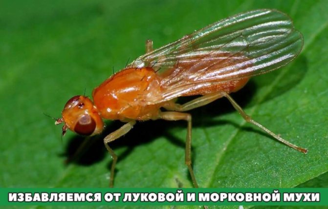 Применение в огороде горчичного жмыха: инструкция, отзывы. Горчичный жмых как удобрение
