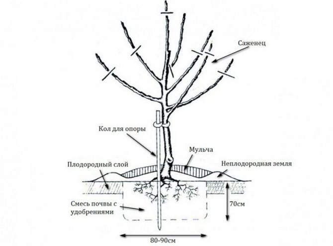 Схема посадки саженца яблони