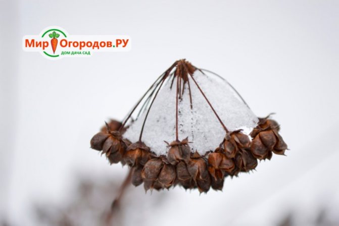 стратификация семян