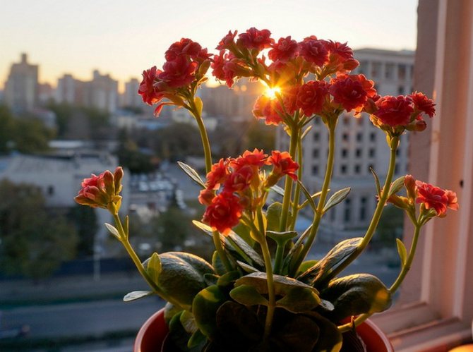 Уход за каланхоэ в домашних условиях