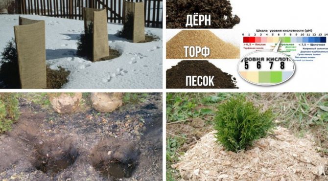Условия для роста туи