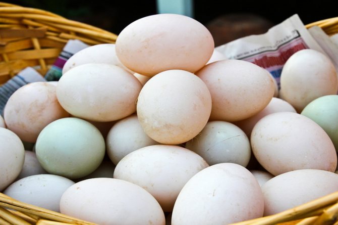Утиные яйца: польза и вред, как готовить