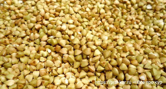 Зеленая гречка для кур несушек и бройлеров.